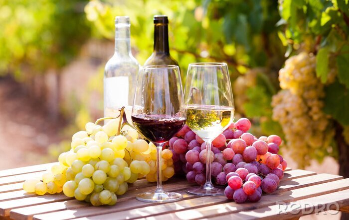 Canvas glasses of red and white wine and ripe grapes on table in vineyard