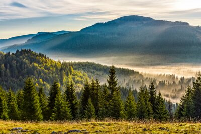 Glooiend berglandschap met bomen