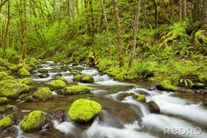 Canvas Gorton Creek door weelderige regenwoud, Columbia River Gorge, Verenigde Staten