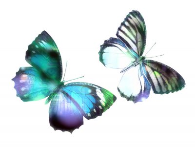 Grafische voorstelling van vlinders