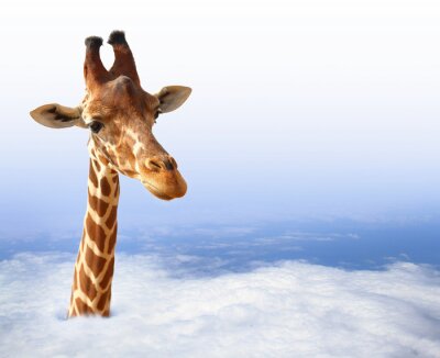 Grappige giraf met die uit de wolken