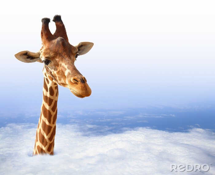 Canvas Grappige giraf met die uit de wolken
