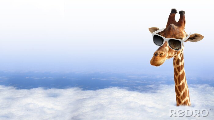 Canvas Grappige giraf met een zonnebril die uit de wolken