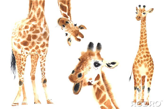 Canvas Grappige giraffen