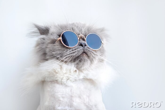 Canvas Grappige kat met bril