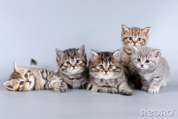 Canvas Grappige kleine katten