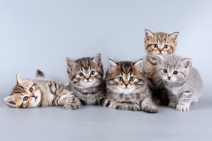 Canvas Grappige kleine katten