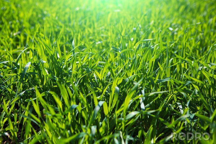 Canvas Gras in de morgen