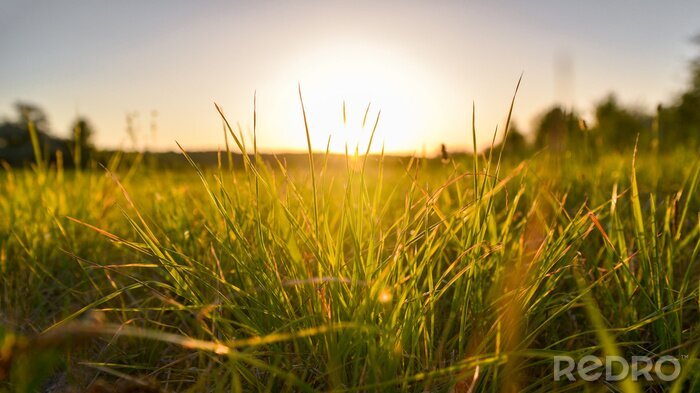 Canvas grass and sunset