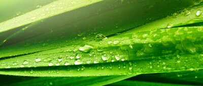 Canvas grass leaf with water drops