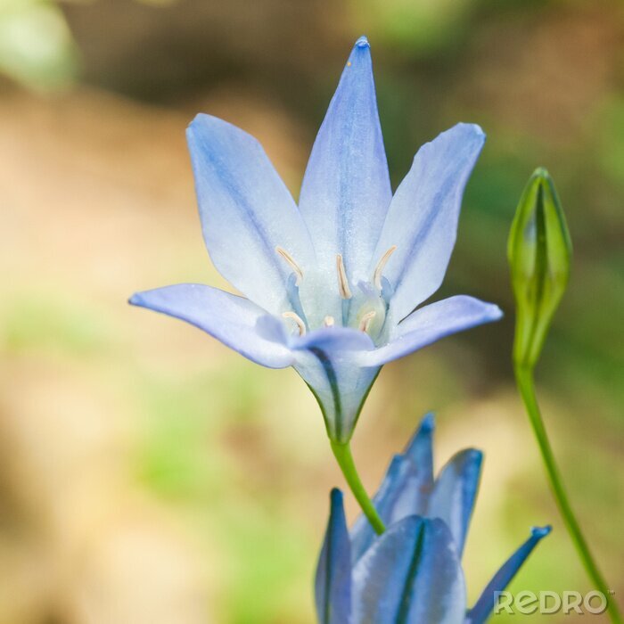 Canvas Grassnut En Bud