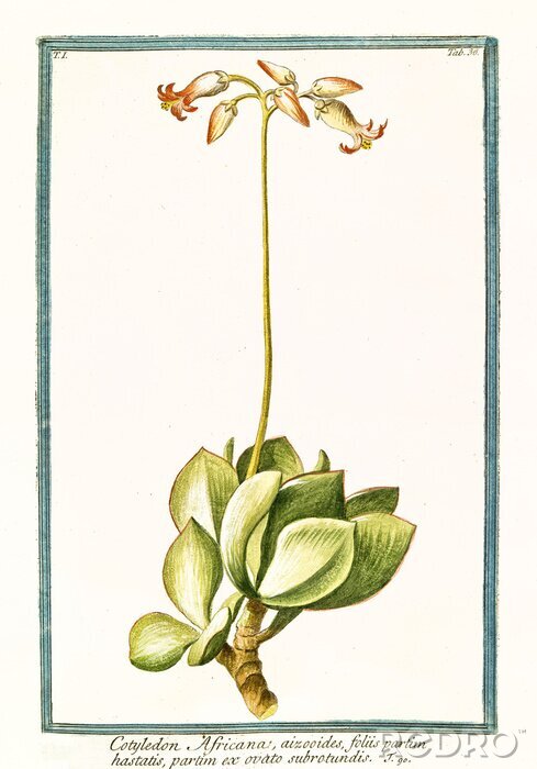 Canvas Gravure van een exotische plant in een groene lijst