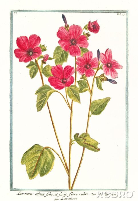 Canvas Gravure van roze tuinbloemen