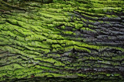 Canvas green bark texture