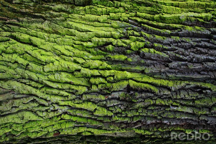Canvas Green bark texture