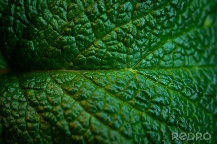 Canvas Green fresh leaves of mint, lemon balm close-up macro shot. Mint leaf texture. Ecology natural layout. Mint leaves pattern, spearmint herbs, peppermint leaves, nature background
