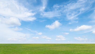 Canvas Green grass field and blue sky with white clouds. Beautiful landscape background.
