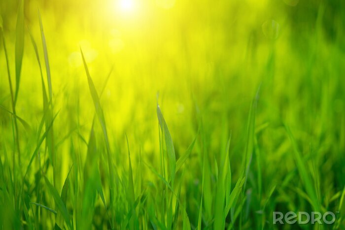 Canvas Green grass on a Sunny day, soft focus. Abstract natural backgrounds