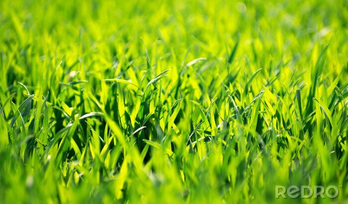 Canvas Green grass texture from a field