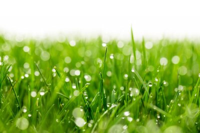 Canvas green grass with water drops