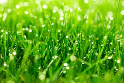 Canvas green grass with water drops in sunlight