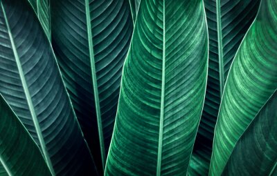 Canvas green leaf texture background