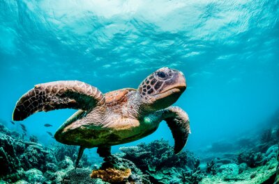 Canvas Green sea turtle swimming among colorful coral reef in beautiful clear water