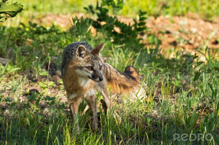 Canvas Grey Fox Vixen (Urocyon cinereoargenteus) ziet er goed uit