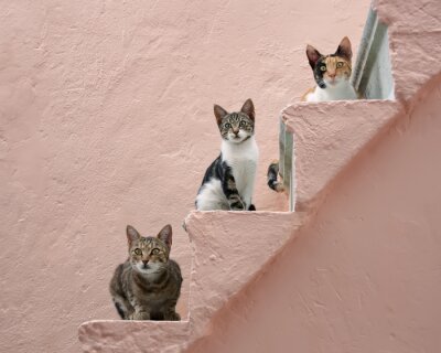 Canvas Griekse katten op de trap