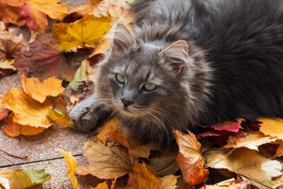 Canvas Grijze kat in herfstbladeren
