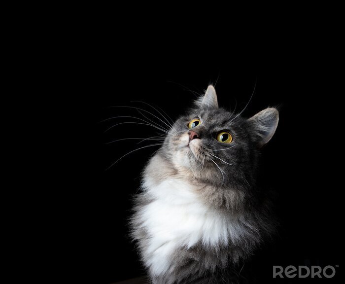 Canvas Grijze kat op een zwarte achtergrond