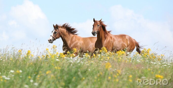 Canvas Grijze paarden in bloemen