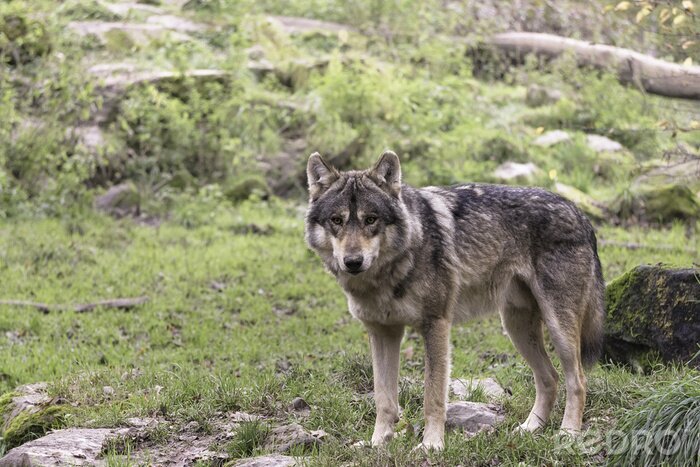 Canvas Grijze wolf in het gras