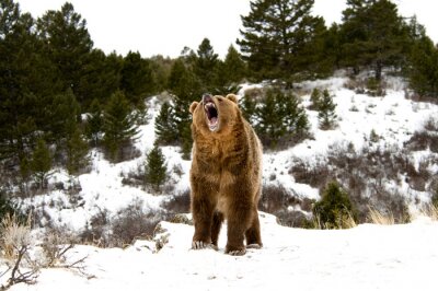 Canvas Grizzly Bear