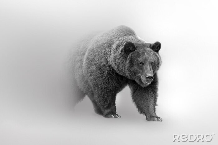 Canvas Grizzly bear  beautifull nature wildlife animal collection