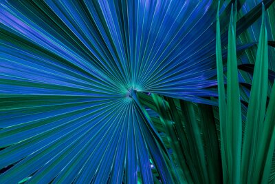 Groen-blauwe palmbladeren