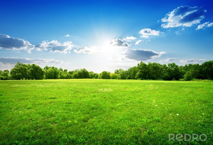 Canvas Groen gras in de zon