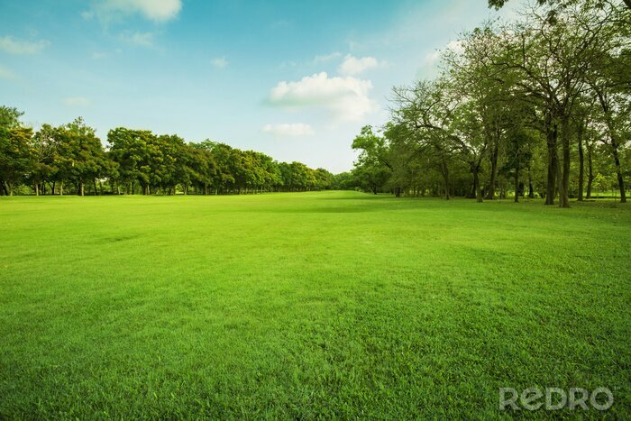 Canvas Groen gras in het park