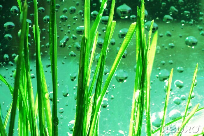 Canvas Groen gras op de achtergrond van water