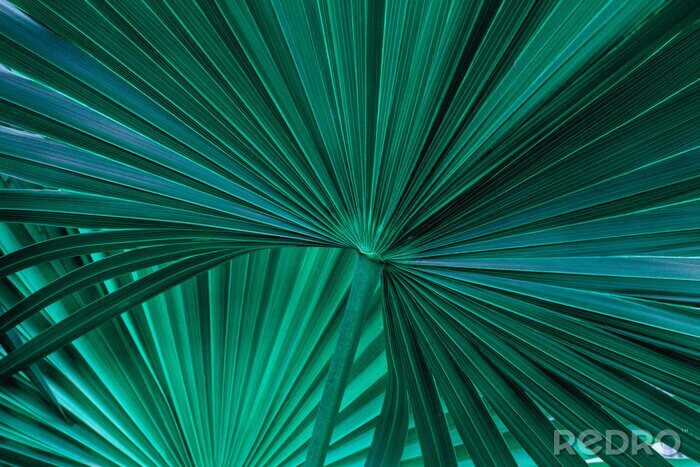 Canvas Groen palmblad
