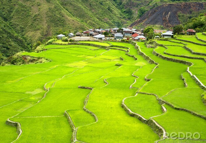 Canvas Groen rijstveld