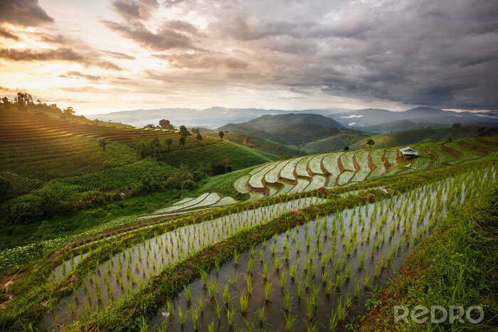 Canvas Groen Terrasvormig Padieveld in Chiang Mai, Thailand - Levendige kleuren