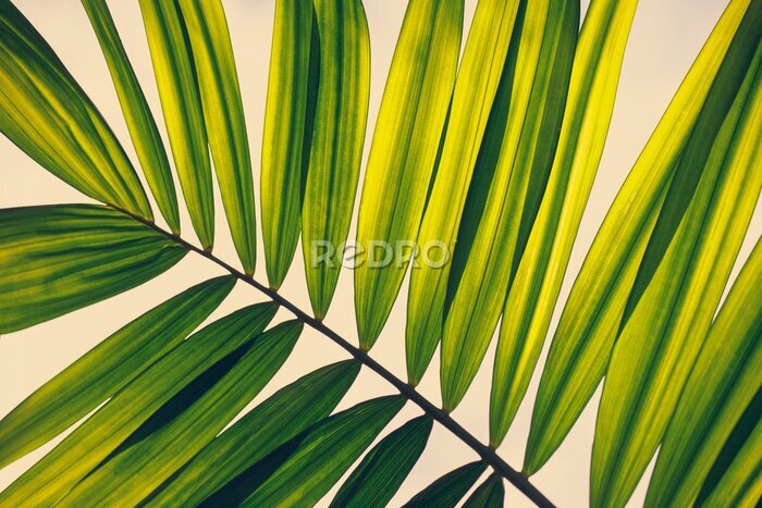 Canvas Groen tropisch palmblad van dichtbij