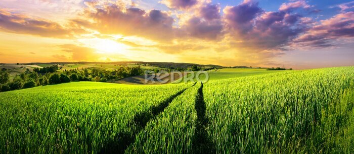 Canvas Groen veld bij zonsondergang