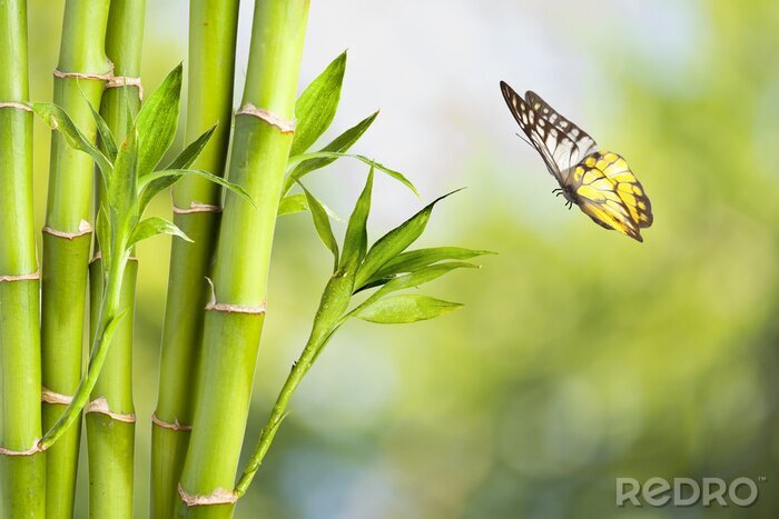 Canvas Groene bamboe en een vlinder