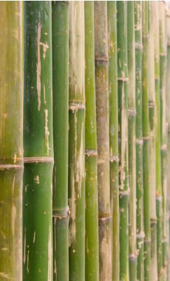Canvas groene bamboe hek achtergrondtextuurpatroon
