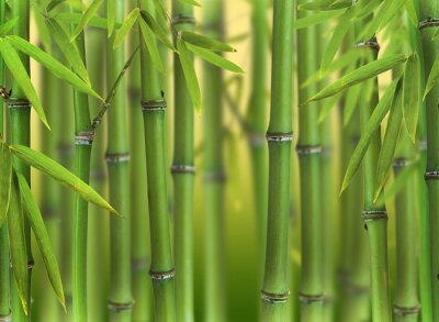 Groene bamboe in het bos