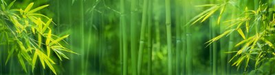 Groene bamboeplanten