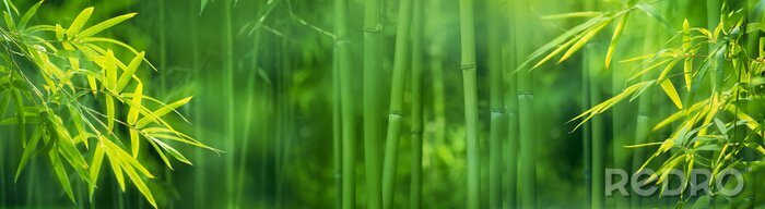 Canvas Groene bamboeplanten