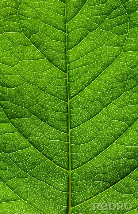 Canvas Groene bladstructuur